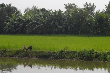 Rice field in Bangladesh