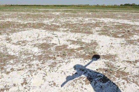 Salty field Uzbekistan