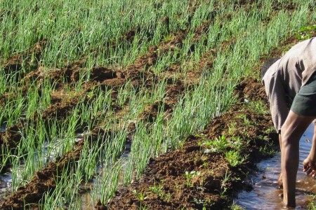 Spring Onion farm in Ethiopia