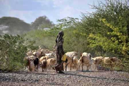 Woman herding goats Kenya