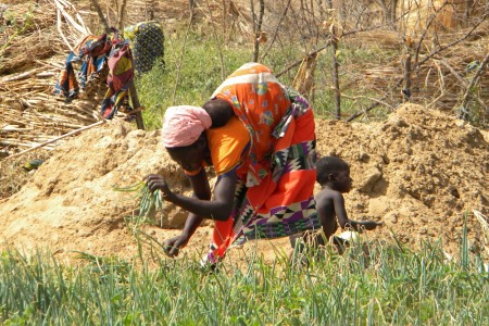 Farmer harvesting onions in irrigated plot at Ladwenda, 18 April 2016. 