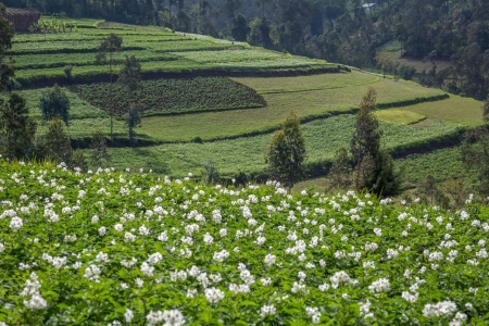 Hosana Ethiopia Africa RISING