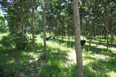 Rubber plantation`