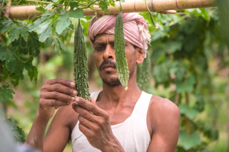 Bitter melon cultivation in Muzaffarpur, Bihar, India.