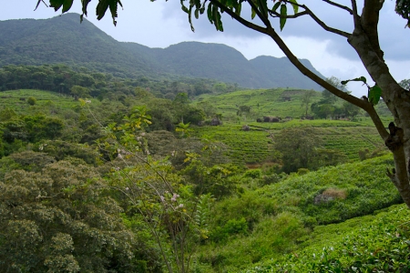 Biodiversity Improves Crop Production