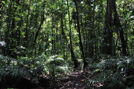 Establishing hundreds of millions of hectares of new canopy cover would imply massive investments.