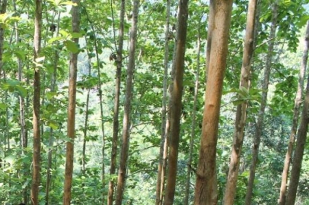 A hydrology research team at their study site on a teak plantation in northern Laos.