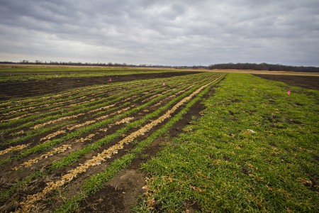 A precision-seeding experiement at the University of Missouri.