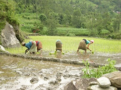 Laia Domienech IFPRI
