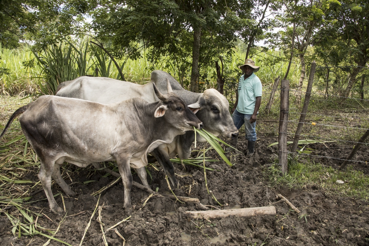 Silvopastoral practices make meat and milk production more sustainable.