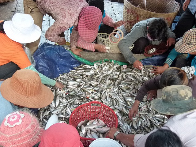 Fisherman downstream in the Mekong River Basin harvest fish. At the Cambodian government dai research station. Photo: CPWF on Flickr
