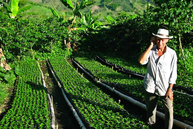 Colombian coffee producer using the mobile to seek technical advice for his crop.  Photo: Angelica V Ospina