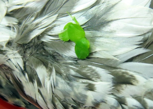 Yellow billed duck transporting pond weed on its feathers. Photo: Chevonne Reynolds