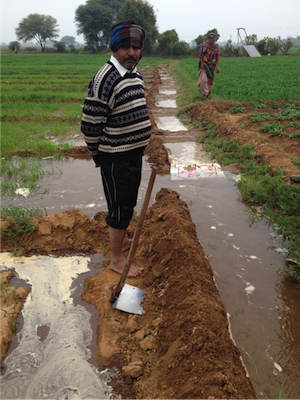 Flood irrigation in progress in a field in North Gujarat. Photo: Ram Fishman