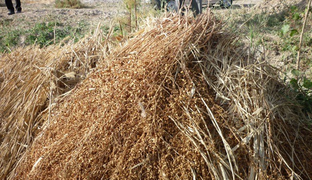 Dried licorice tops are fed to livestock in the winter. Photo: Andrew Noble/IWMI