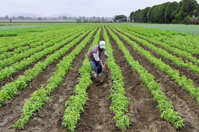 Photo Credit: Neil Palmer/CIAT