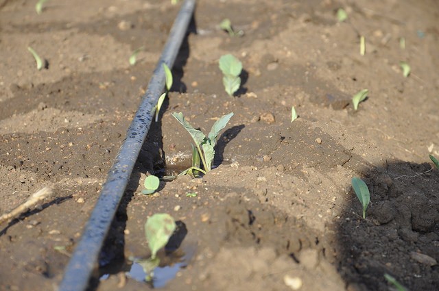 Kenya Drip Irrigation CCAFS