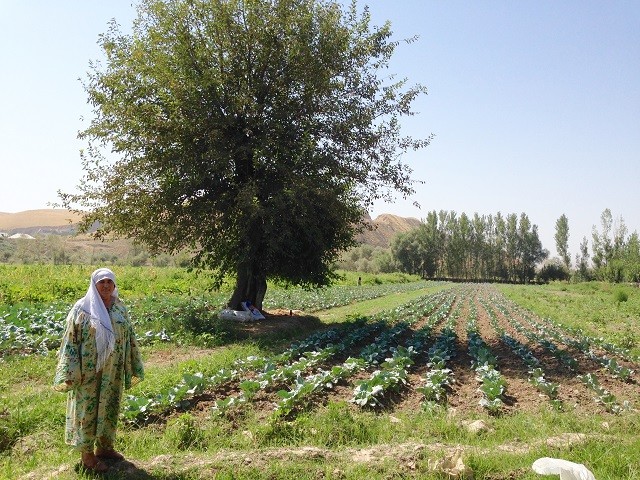 Tajik Woman field Tajik Woman field