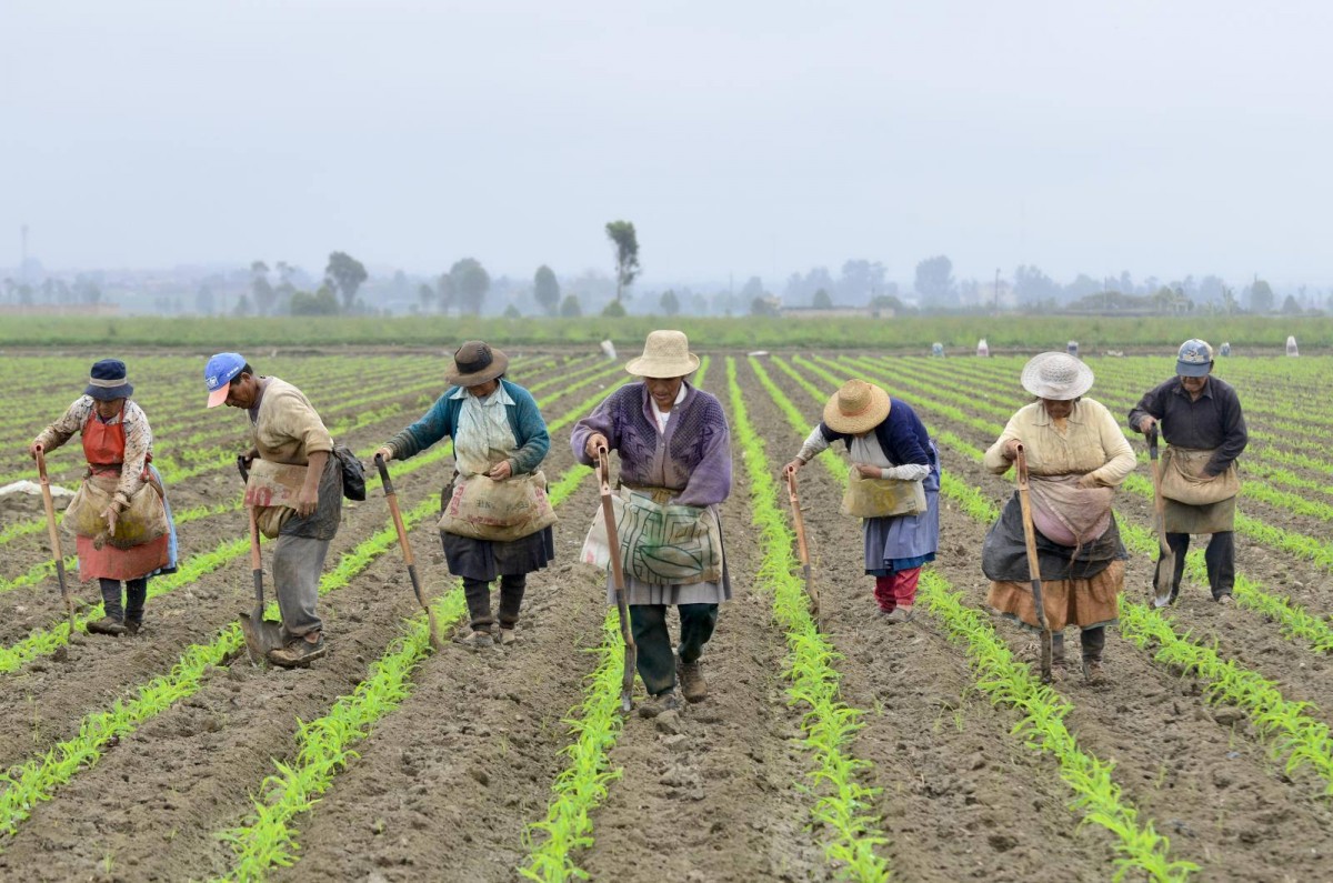 Farmers in the Cañete River basin, Peru.