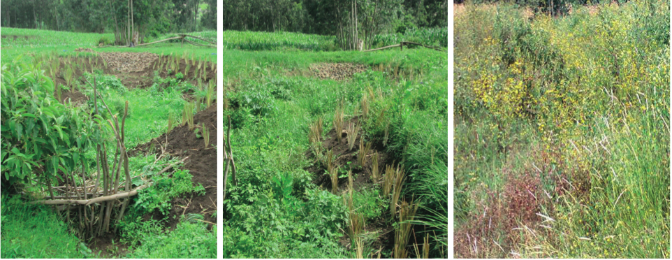 Treated gullies