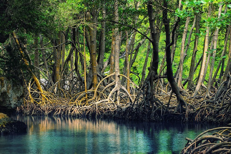 The Los Haitises mangroves of the Dominican Republic. The Los Haitises mangroves of the Dominican Republic.