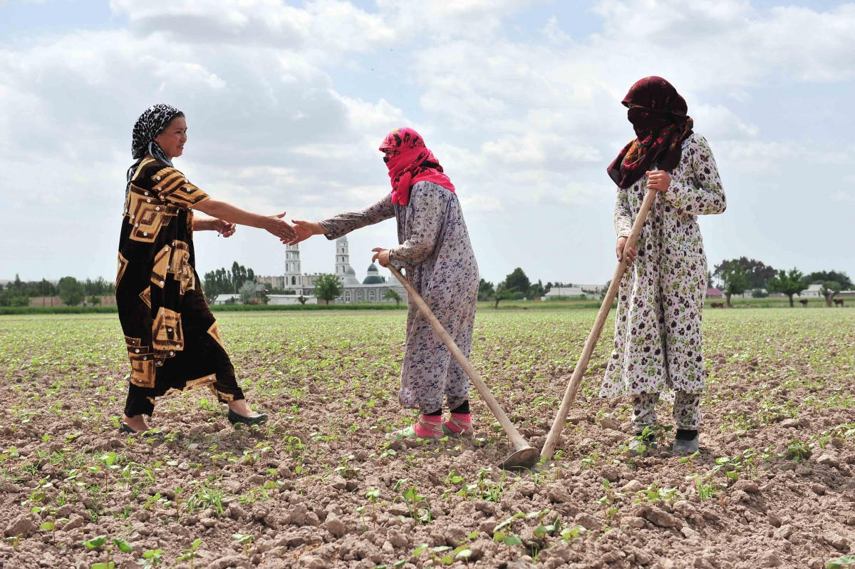 Women farming near a mosque in Tajikistan. Women farming near a mosque in Tajikistan.