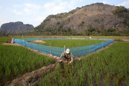 Irrigated rice Laos
