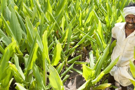 Farmer irrigation India