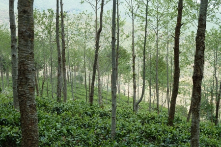 Alder tea mixed agroforestry