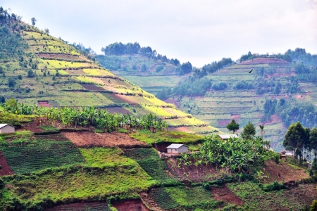 After the Rainforest, Uganda