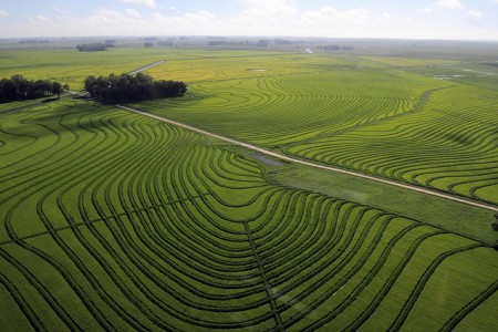 rice field uruguay