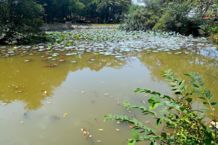 Colombo Wetlands