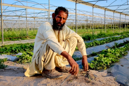 Drip irrigation greenhouse farming, Pakistan
