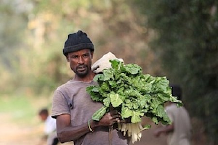 Urban farmer carrying greens from field in Addis Ababa